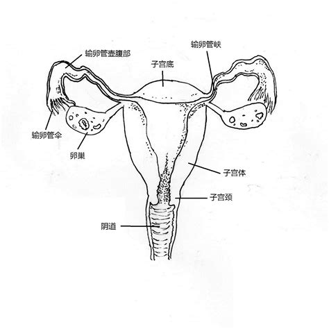 クリトリス 外国人|女性生殖器の構造